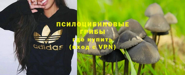прущие грибы Абаза