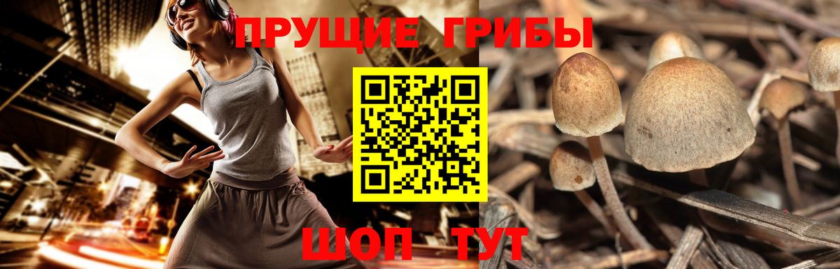 Псилоцибиновые грибы Psilocybine cubensis Электросталь